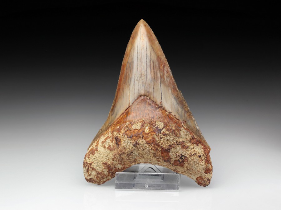 Megalodon-Zahn mit Serration