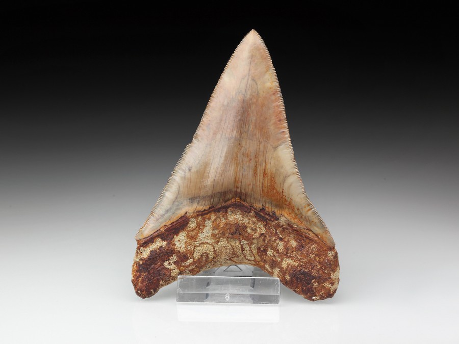 Megalodon-Zahn mit Serration