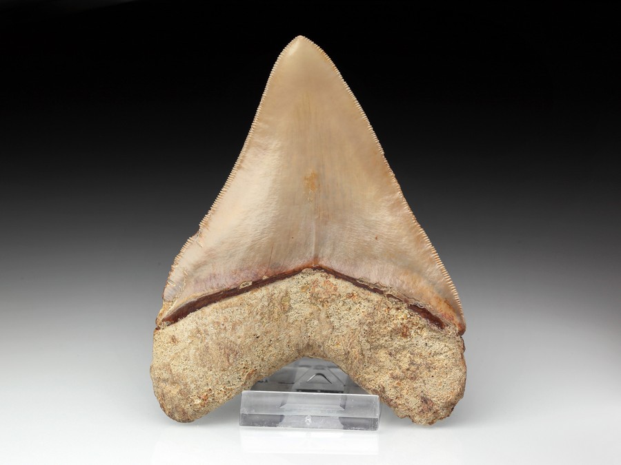 Megalodon-Zahn mit Serration