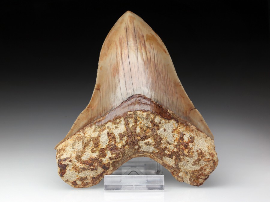 Megalodon-Zahn mit Serration