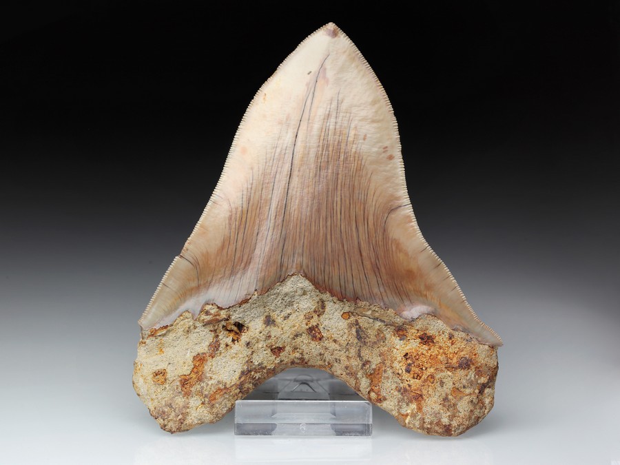 Megalodon-Zahn mit Serration