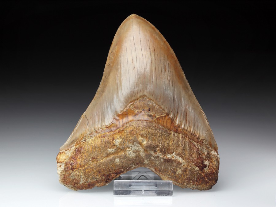 Megalodon-Zahn mit Serration