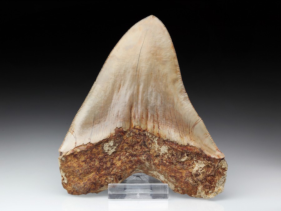 Megalodon-Zahn mit Serration