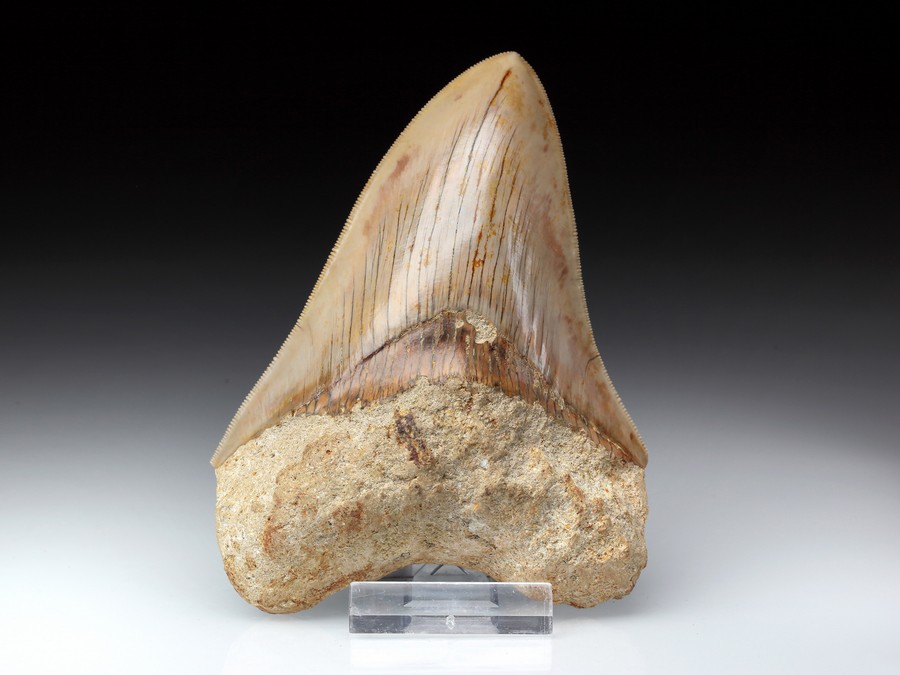 Megalodon-Zahn mit Serration