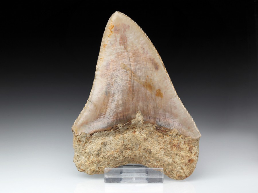 Megalodon-Zahn mit Serration