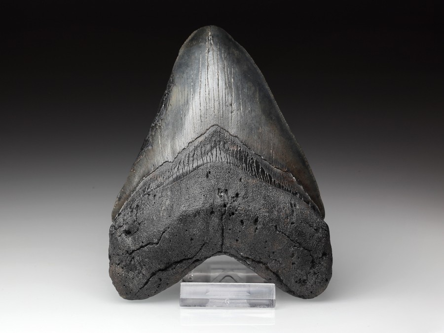 Megalodon-Zahn mit Serration