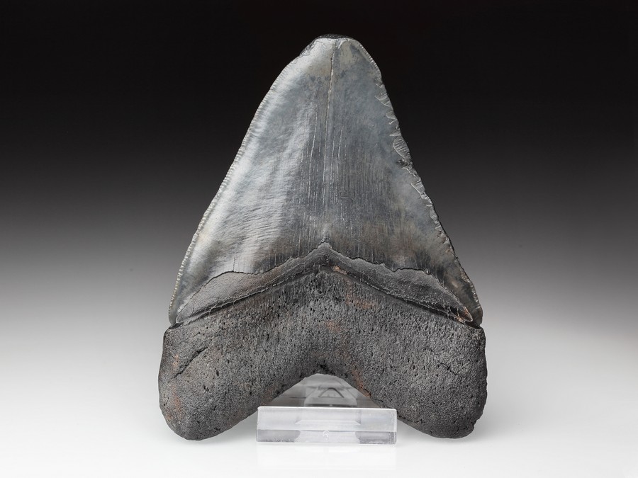 Megalodon-Zahn mit Serration