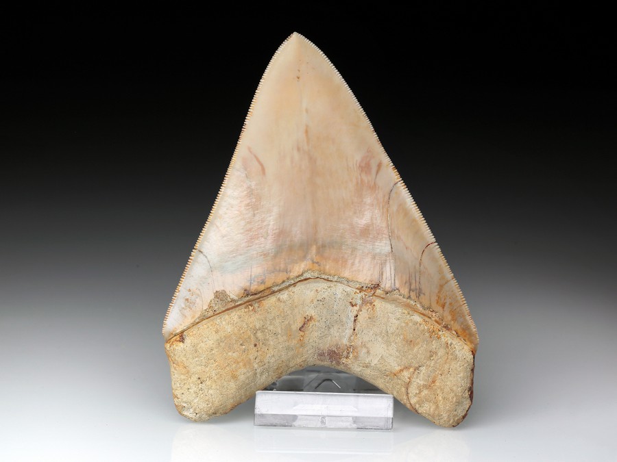 Megalodon-Zahn mit Serration