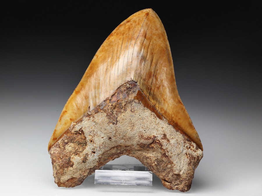 Megalodon-Zahn mit Serration