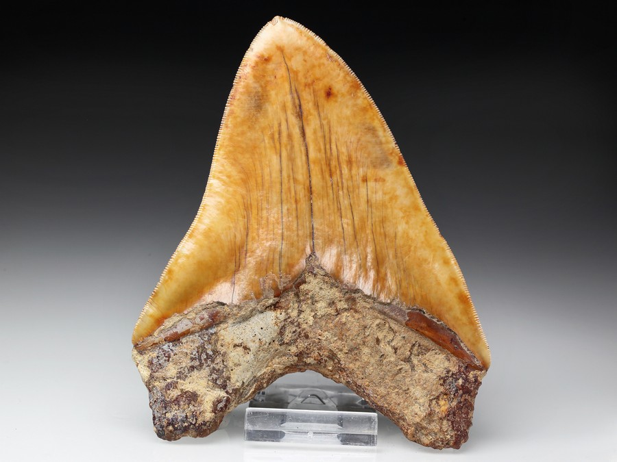 Megalodon-Zahn mit Serration