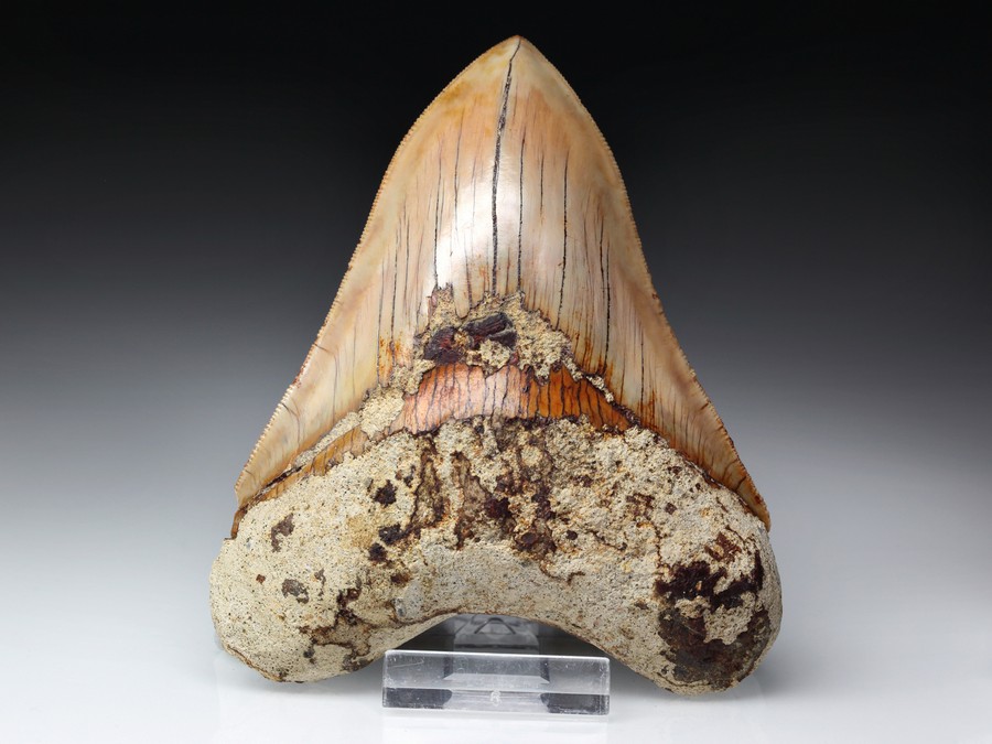 Megalodon-Zahn mit Serration