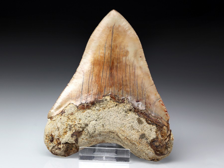 Megalodon-Zahn mit Serration