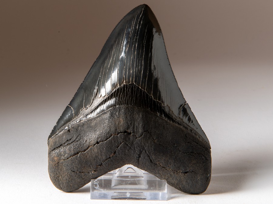 Megalodon-Zahn mit Serration