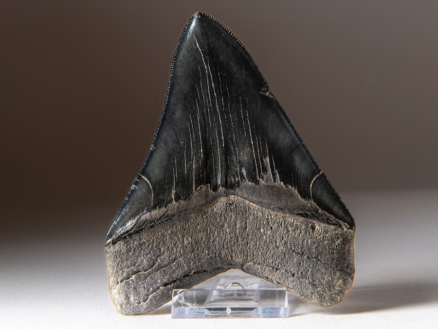 Megalodon-Zahn mit Serration