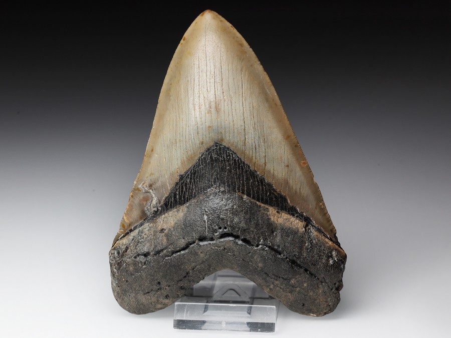 Megalodon-Zahn mit Serration