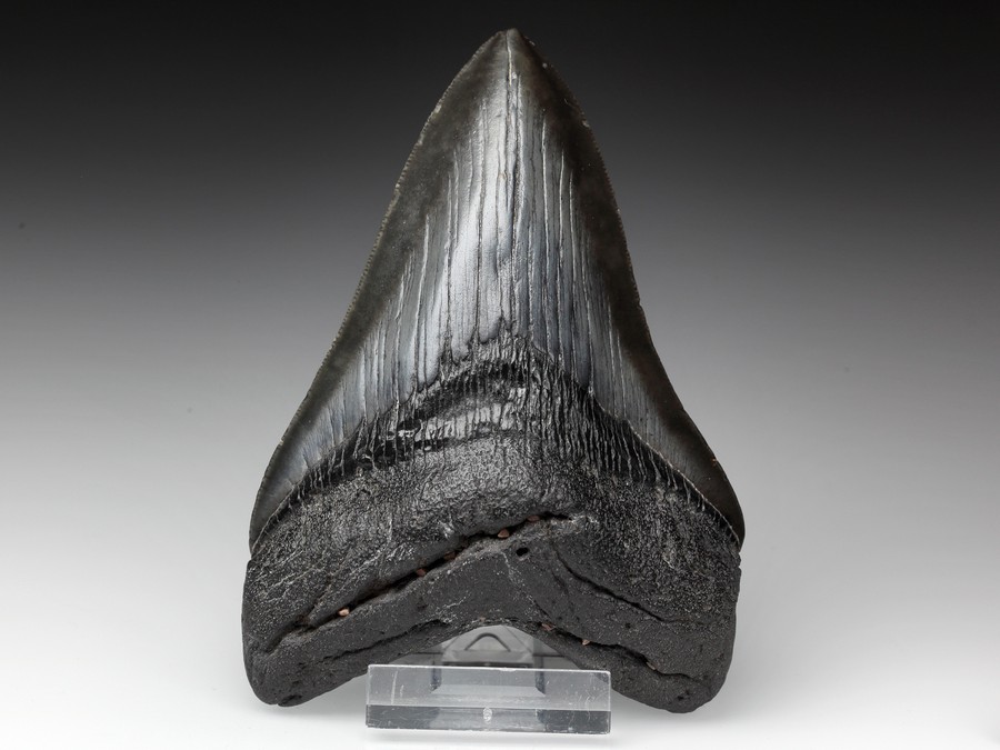 Megalodon-Zahn mit Serration