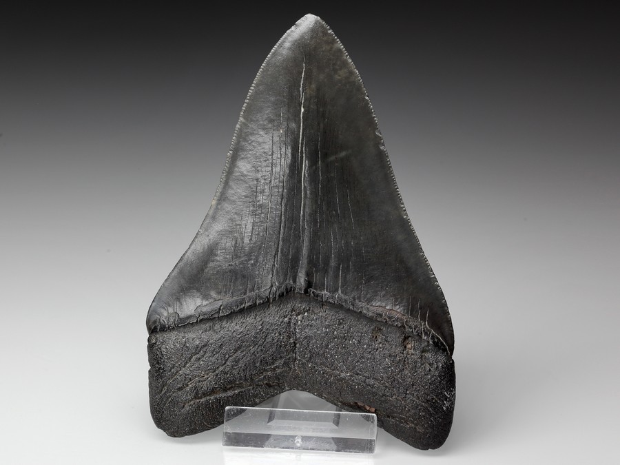 Megalodon-Zahn mit Serration