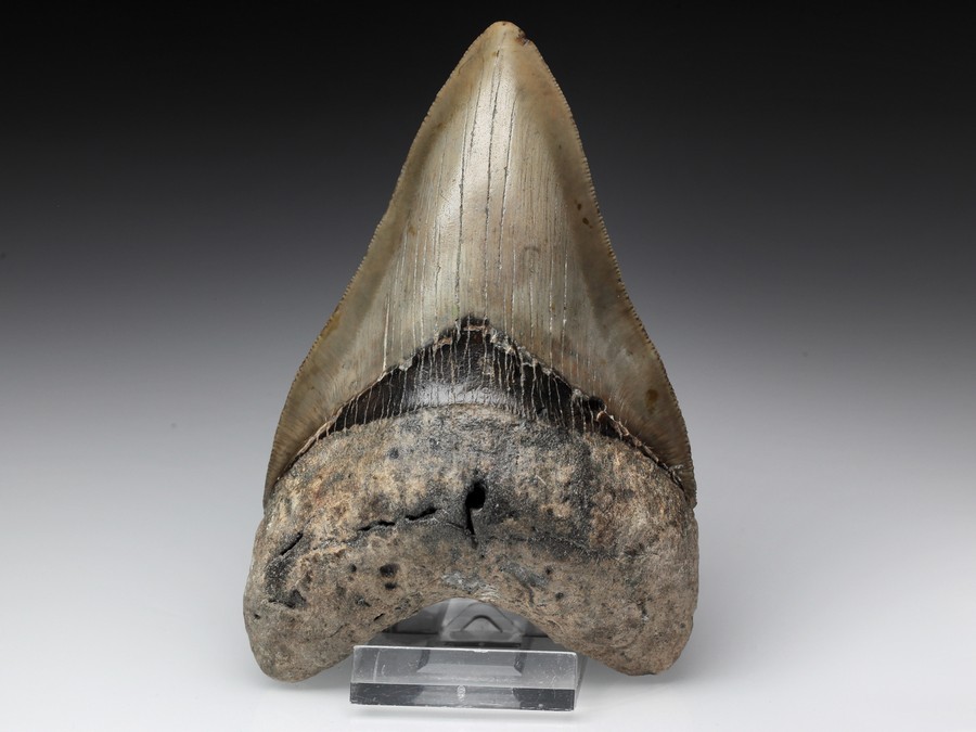 Megalodon-Zahn mit Serration