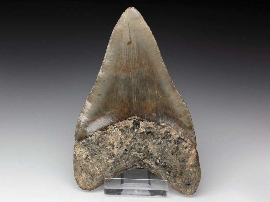 Megalodon-Zahn mit Serration
