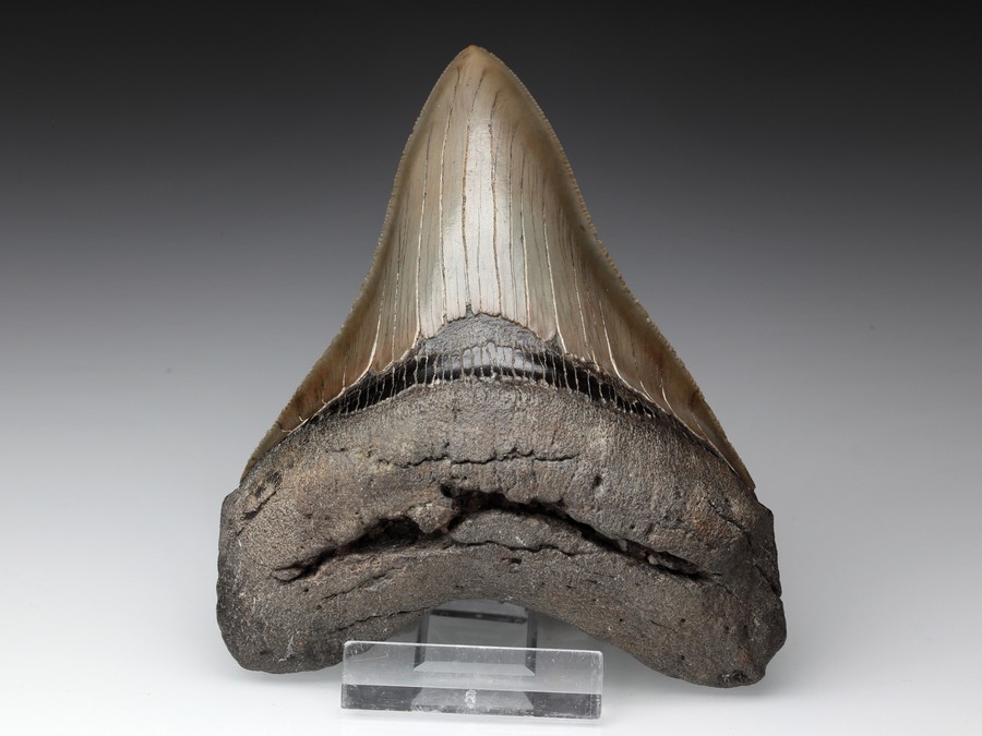 Megalodon-Zahn mit Serration