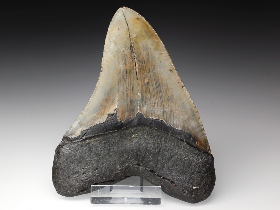 Megalodon-Zahn mit Serration
