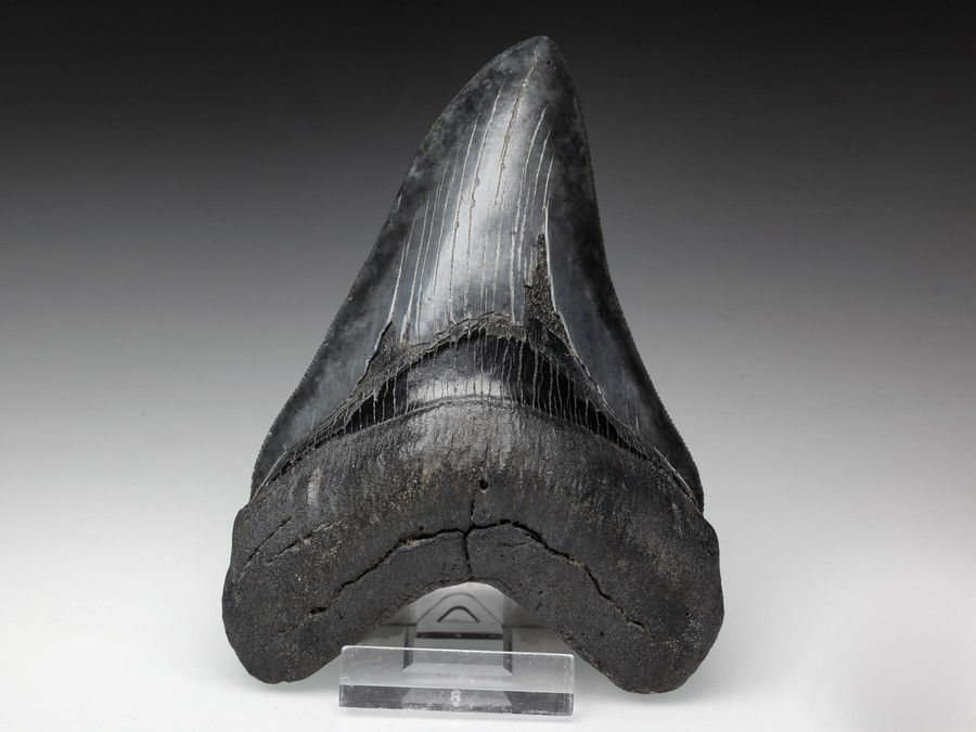 Megalodon-Zahn mit Serration