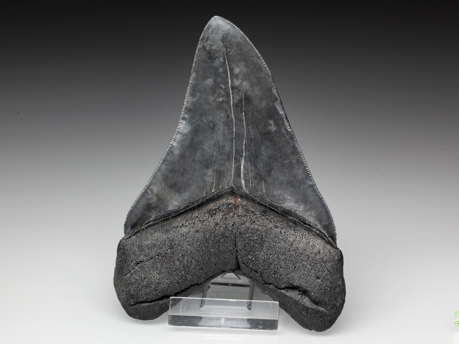 Megalodon-Zahn mit Serration