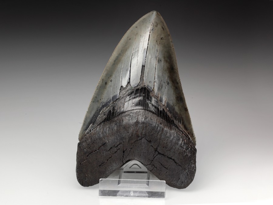 Megalodon-Zahn mit Serration