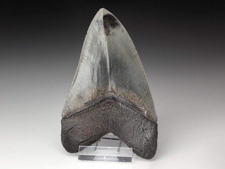 Megalodon-Zahn mit Serration