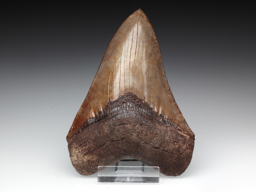 Megalodon-Zahn mit Serration