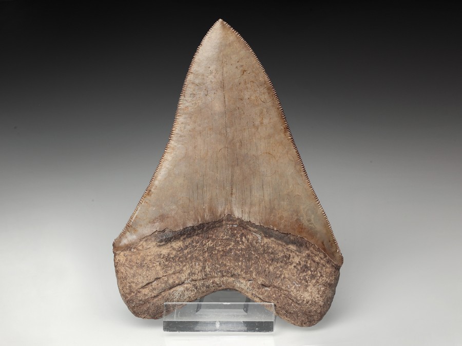 Megalodon-Zahn mit Serration