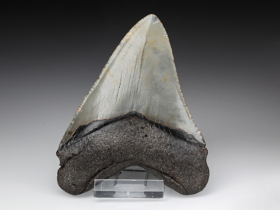 Megalodon-Zahn mit Serration