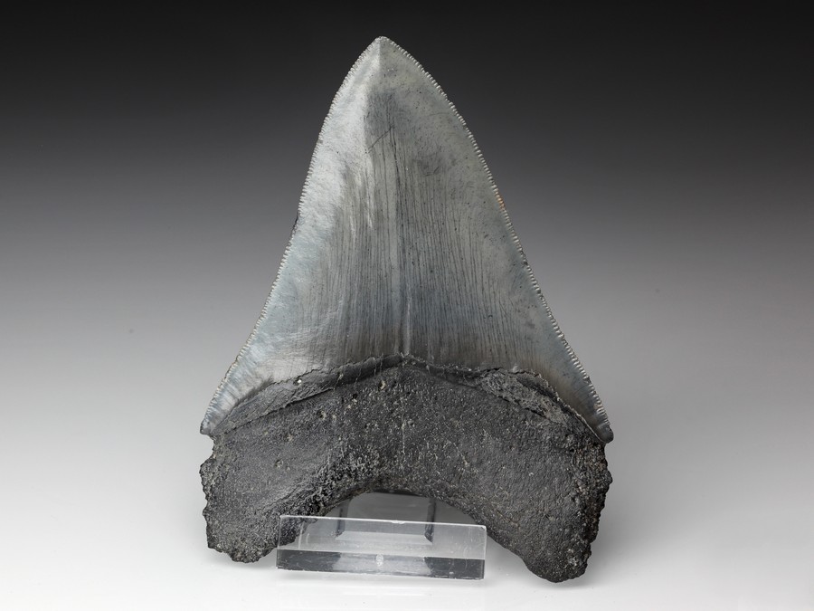 Megalodon-Zahn mit Serration