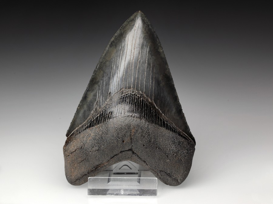 Megalodon-Zahn mit Serration