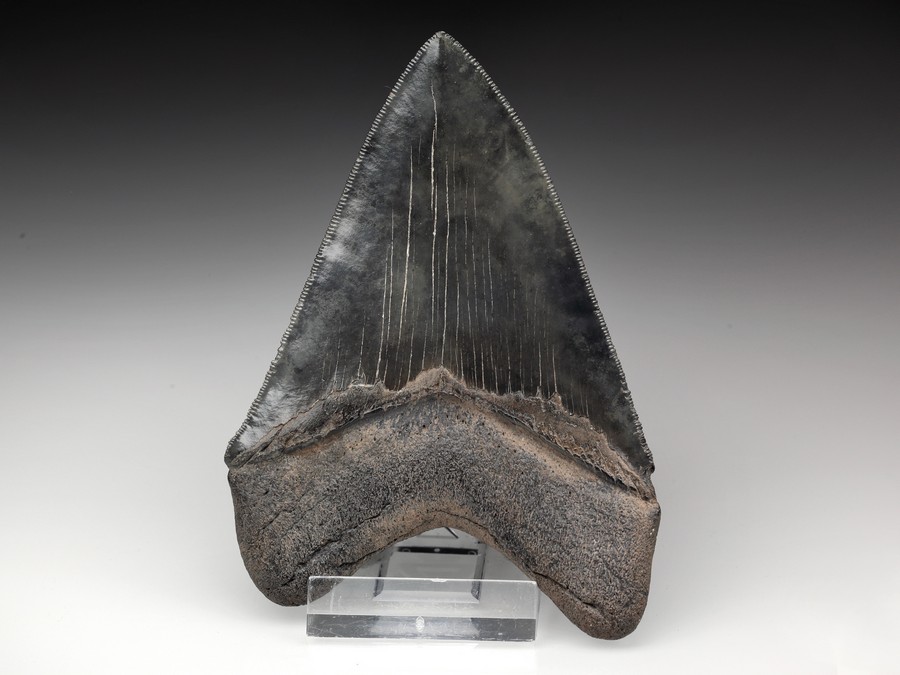 Megalodon-Zahn mit Serration