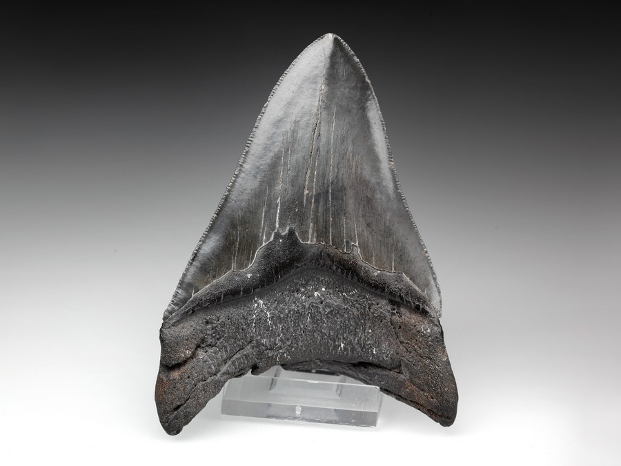 Megalodon-Zahn mit Serration