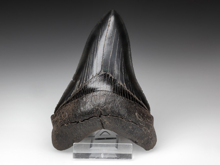 Megalodon-Zahn mit Serration