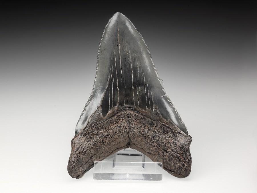 Megalodon-Zahn mit Serration