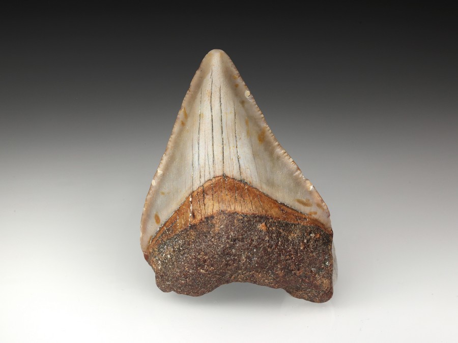 Megalodon-Zahn mit Serration
