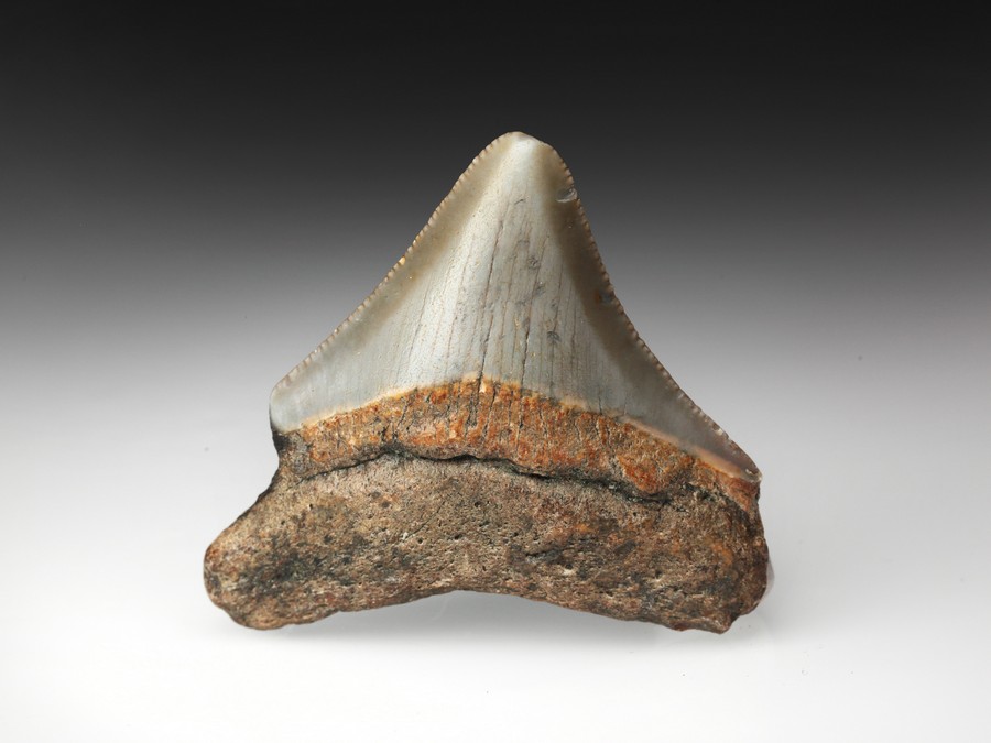 Megalodon-Zahn mit Serration