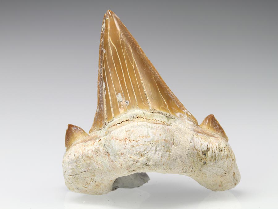 Haizahn: Otodus obliquus