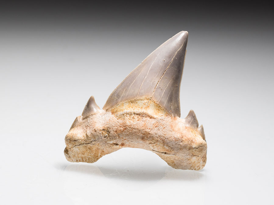Haifischzahn: Otodus obliquus