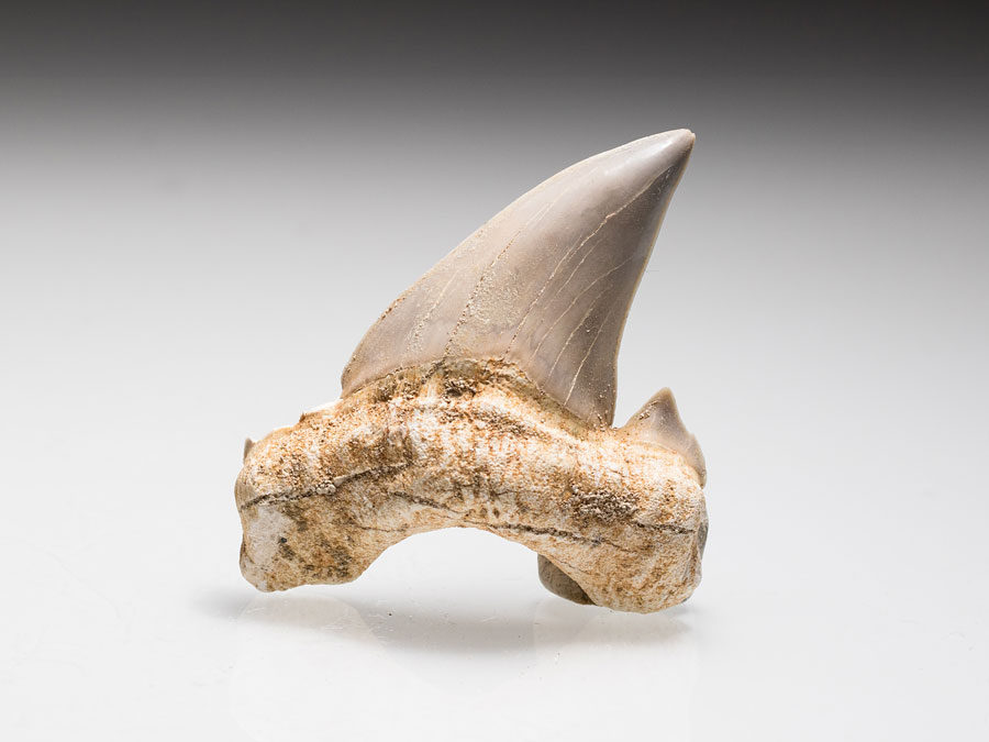 Fossile Haizähne 2.3 Authentic Otodus Obliquus Shark Teeth Fossil Rare Prehistoric 1141869