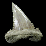 Haifischzahn: Palaeocarcharodon orientalis