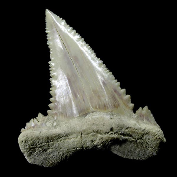 Haizahn, Palaeocarcharodon orientalis