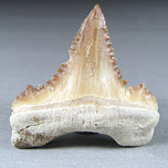 Haifischzahn: Palaeocarcharodon orientalis