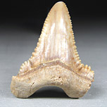 Haifischzahn: Palaeocarcharodon orientalis