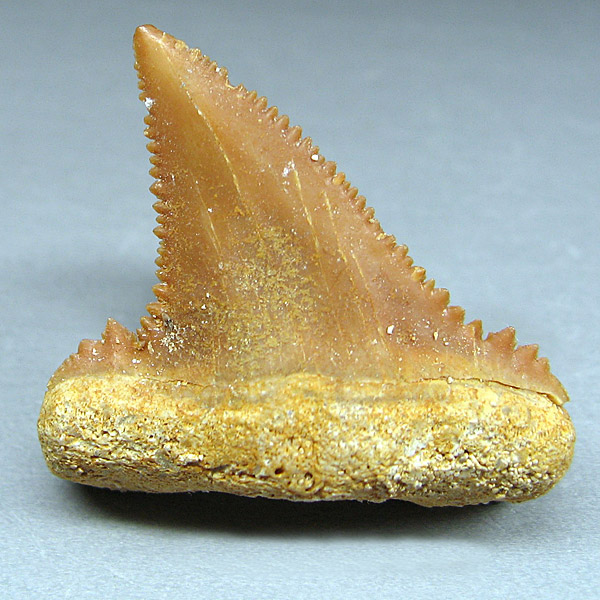 Haizahn, Palaeocarcharodon orientalis