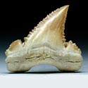 Haifischzhne aus Marokko, Palaeocarcharodon orientalis