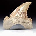 Haifischzhne aus Marokko, Palaeocarcharodon orientalis
